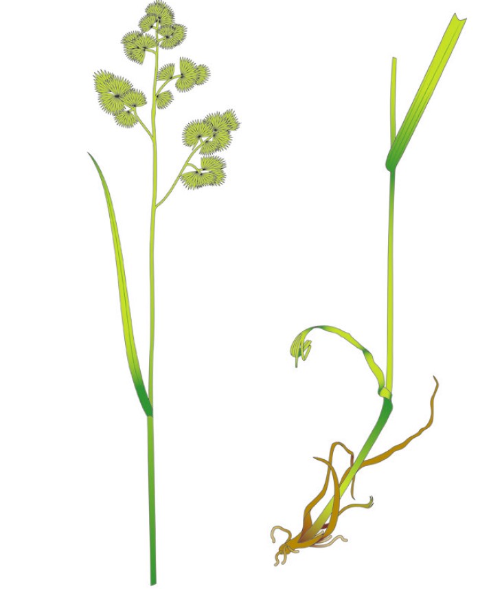 Illustration of Cocksfoot grass. Copyright AHDB. 
